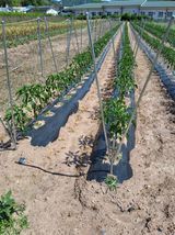 팜모닝 고추·영농일지 게시글 이미지