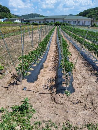서동님의 고추 · 영농일지 작성글 사진
