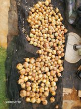 팜모닝 양파·영농일지 게시글 이미지