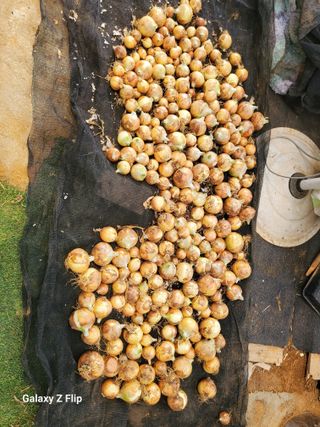 농업인님의 양파 · 영농일지 작성글 사진