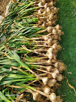 농업인님의 양파 · 영농일지 작성글 사진