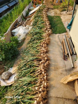 농업인님의 양파 · 영농일지 작성글 사진