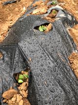 팜모닝 자유주제·자유게시판 게시글 이미지