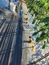 팜모닝 고추·영농일지 게시글 이미지