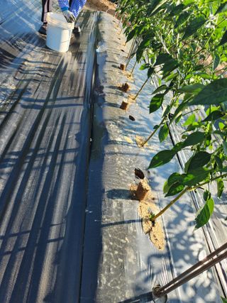 장재갑님의 고추 · 영농일지 작성글 사진