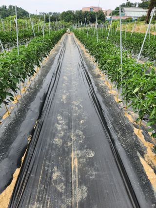 장재갑님의 고추 · 영농일지 작성글 사진