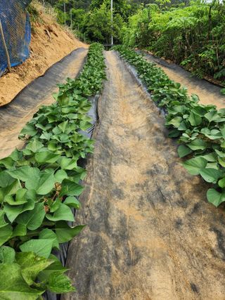 장재갑님의 고추 · 영농일지 작성글 사진