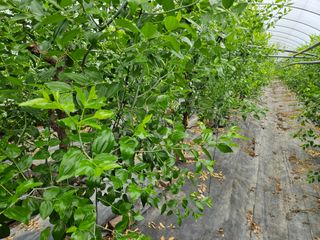 김강식님의 기타작물 · 영농일지 작성글 사진