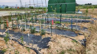 최인섭님의 파 · 영농일지 작성글 사진