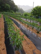 팜모닝 고추·영농일지 게시글 이미지