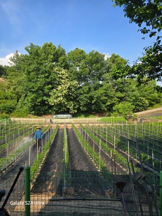 조영자님의 고추 · 영농일지 작성글 사진