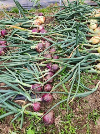 임대운님의 양파 · 영농일지 작성글 사진