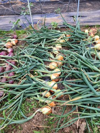 임대운님의 양파 · 영농일지 작성글 사진