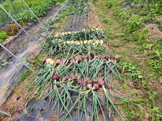 임대운님의 양파 · 영농일지 작성글 사진