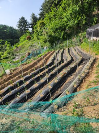 임대운님의 양파 · 영농일지 작성글 사진