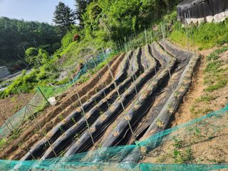임대운님의 양파 · 영농일지 작성글 사진