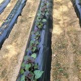 팜모닝 고구마·영농일지 게시글 이미지