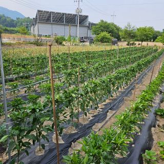 고병일님의 자유주제 · 자유게시판 작성글 사진