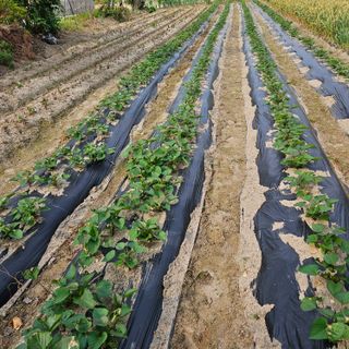 고병일님의 6월 내 작물 자랑하기🌱 · 참여글 작성글 사진