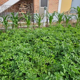 고병일님의 6월 내 작물 자랑하기🌱 · 참여글 작성글 사진