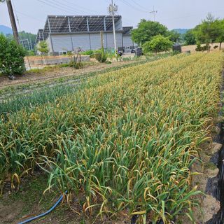 고병일님의 6월 내 작물 자랑하기🌱 · 참여글 작성글 사진