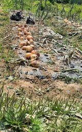 팜모닝 양파·영농일지 게시글 이미지