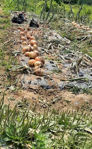 박창규님의 양파 · 영농일지 작성글 사진