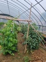 팜모닝 상추·영농일지 게시글 이미지