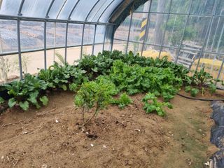 박종헌님의 상추 · 영농일지 작성글 사진