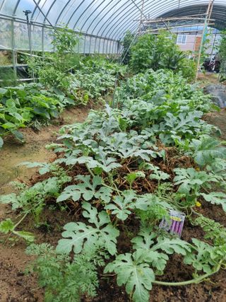 박종헌님의 상추 · 영농일지 작성글 사진