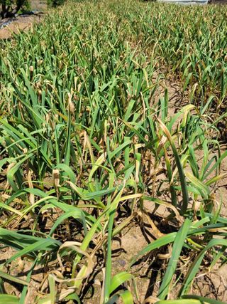 커피나무님의 마늘 · 영농일지 작성글 사진