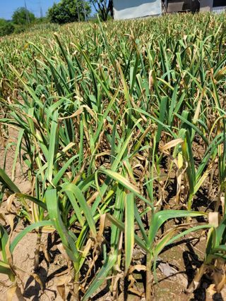 커피나무님의 마늘 · 영농일지 작성글 사진