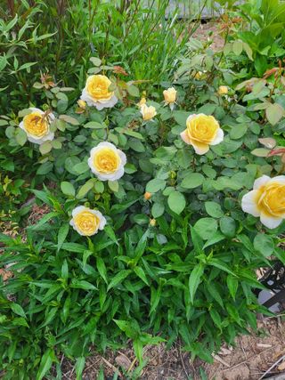 논산상월안정환님의 6월 내 작물 자랑하기🌱 · 참여글 작성글 사진