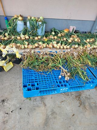 논산상월안정환님의 6월 내 작물 자랑하기🌱 · 참여글 작성글 사진