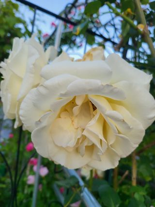 논산상월안정환님의 6월 내 작물 자랑하기🌱 · 참여글 작성글 사진