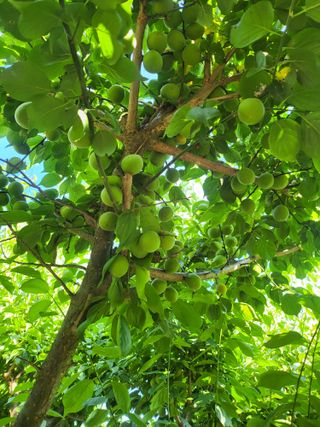 논산상월안정환님의 6월 내 작물 자랑하기🌱 · 참여글 작성글 사진