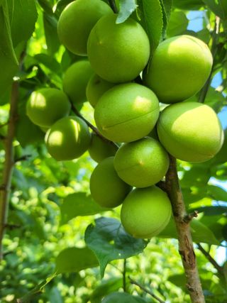 논산상월안정환님의 6월 내 작물 자랑하기🌱 · 참여글 작성글 사진