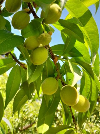 힐링촌가님의 복숭아 · 영농일지 작성글 사진