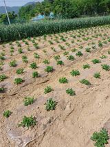 팜모닝 들깨·영농일지 게시글 이미지