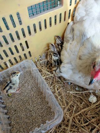 박상희님의 들깨 · 영농일지 작성글 사진