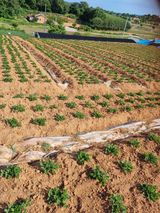 팜모닝 마늘·영농일지 게시글 이미지