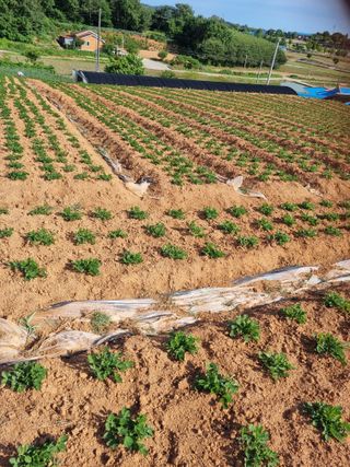 해바우님의 마늘 · 영농일지 작성글 사진