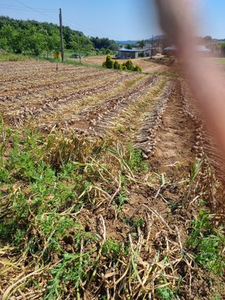 해바우님의 마늘 · 영농일지 작성글 사진