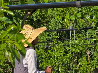 주주농장님의 기타작물 · 영농일지 작성글 사진