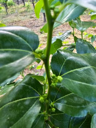 주주농장님의 기타작물 · 영농일지 작성글 사진