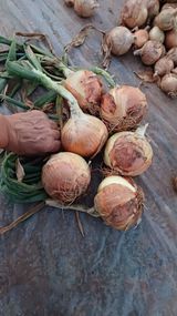 팜모닝 6월 내 작물 자랑하기🌱·참여글 게시글 이미지