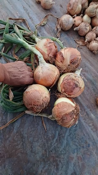 울타리님의 6월 내 작물 자랑하기🌱 · 참여글 작성글 사진