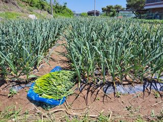 북극성짱님의 마늘 · 영농일지 작성글 사진