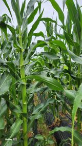 팜모닝 옥수수·영농일지 게시글 이미지