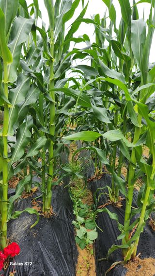 이명화님의 옥수수 · 영농일지 작성글 사진